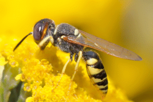 guêpes